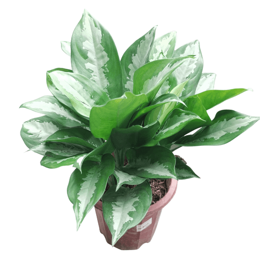 Pot Aglaonema Pattaya Beauty - 2 Tone Green