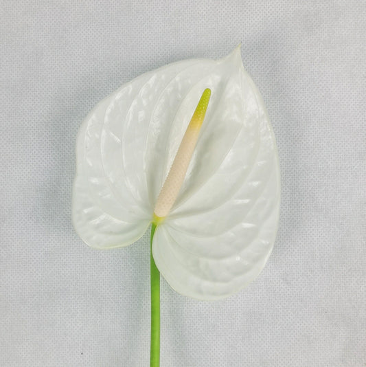 Anthurium - White