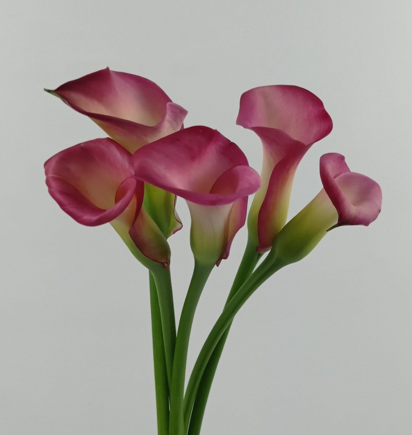 Calla Lily - Pink