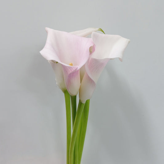 Calla Lily - Light Pink