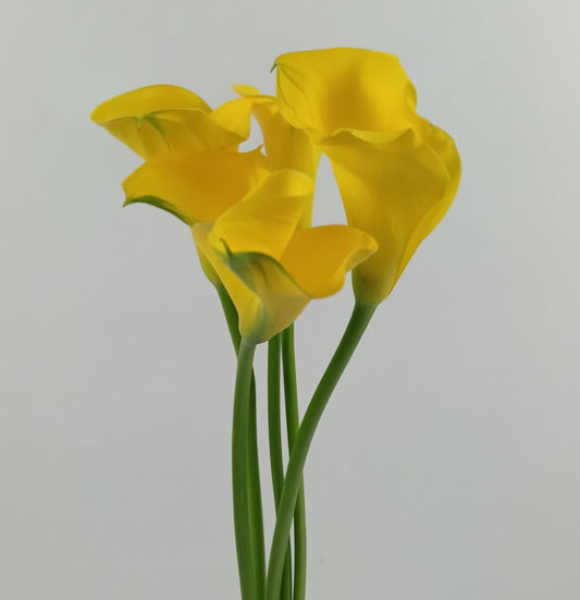 Calla Lily - Yellow