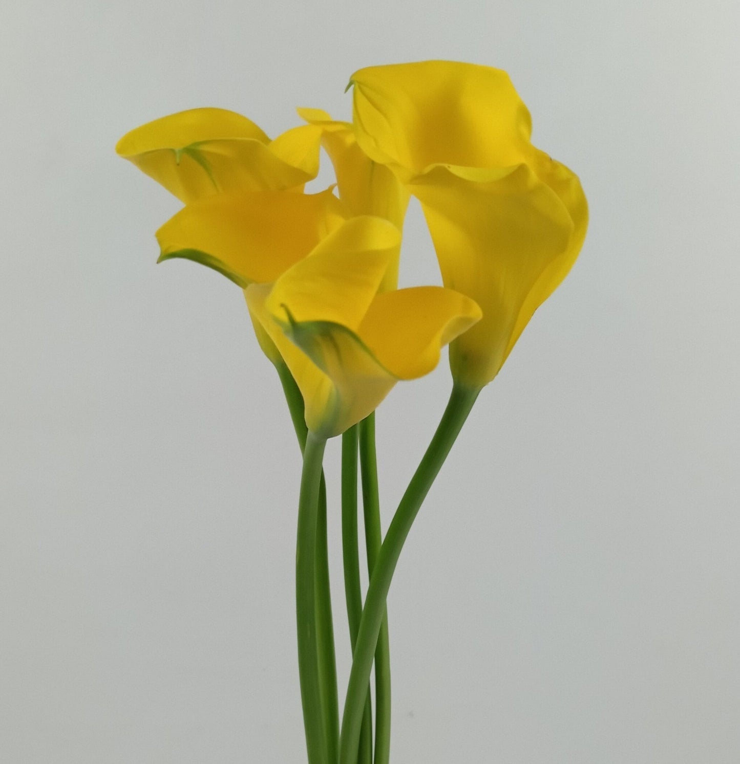 Calla Lily  - Gold Medal Yellow