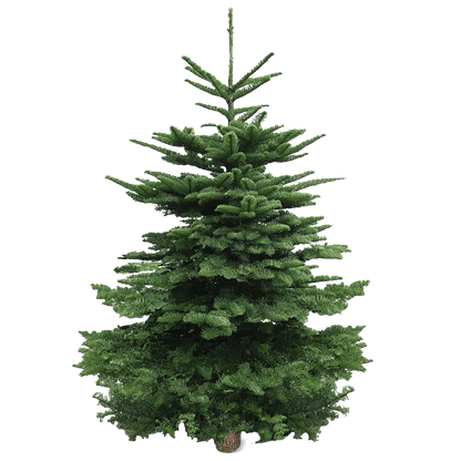 [Pre-Order] Real Christmas Tree (8/9.5 ft.) - Premium Grade Noble Fir