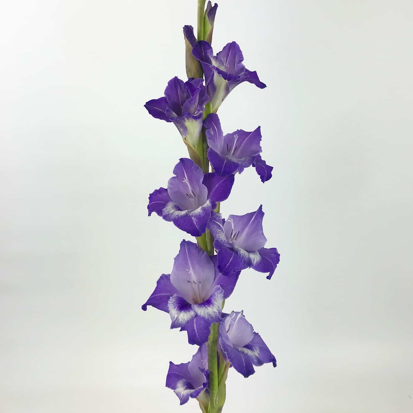 Gladiolus  - Mix