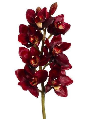 Cymbidium - Maroon