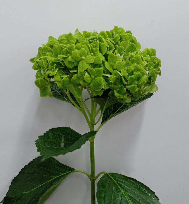 Fully Bloom Hydrangea (Imported) - Mix [Clearance Stock]