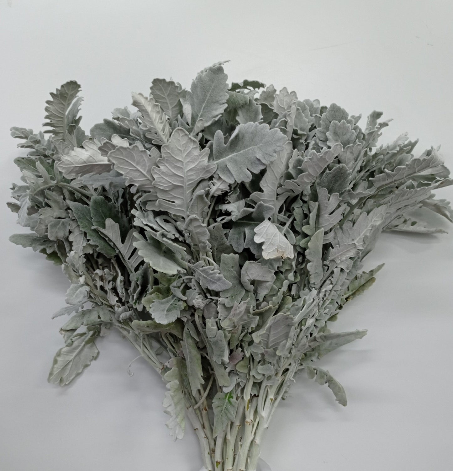 Dusty Miller Leaf