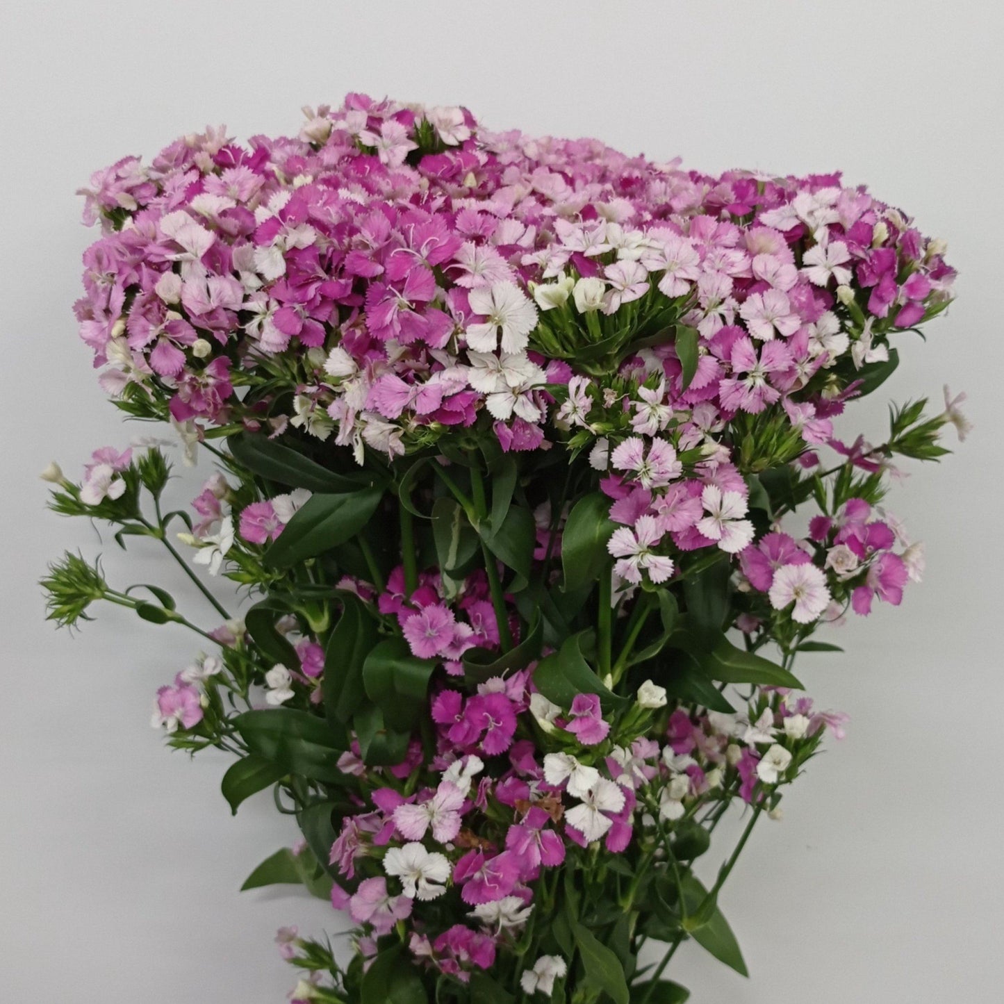 Barbatus Dianthus - Pink