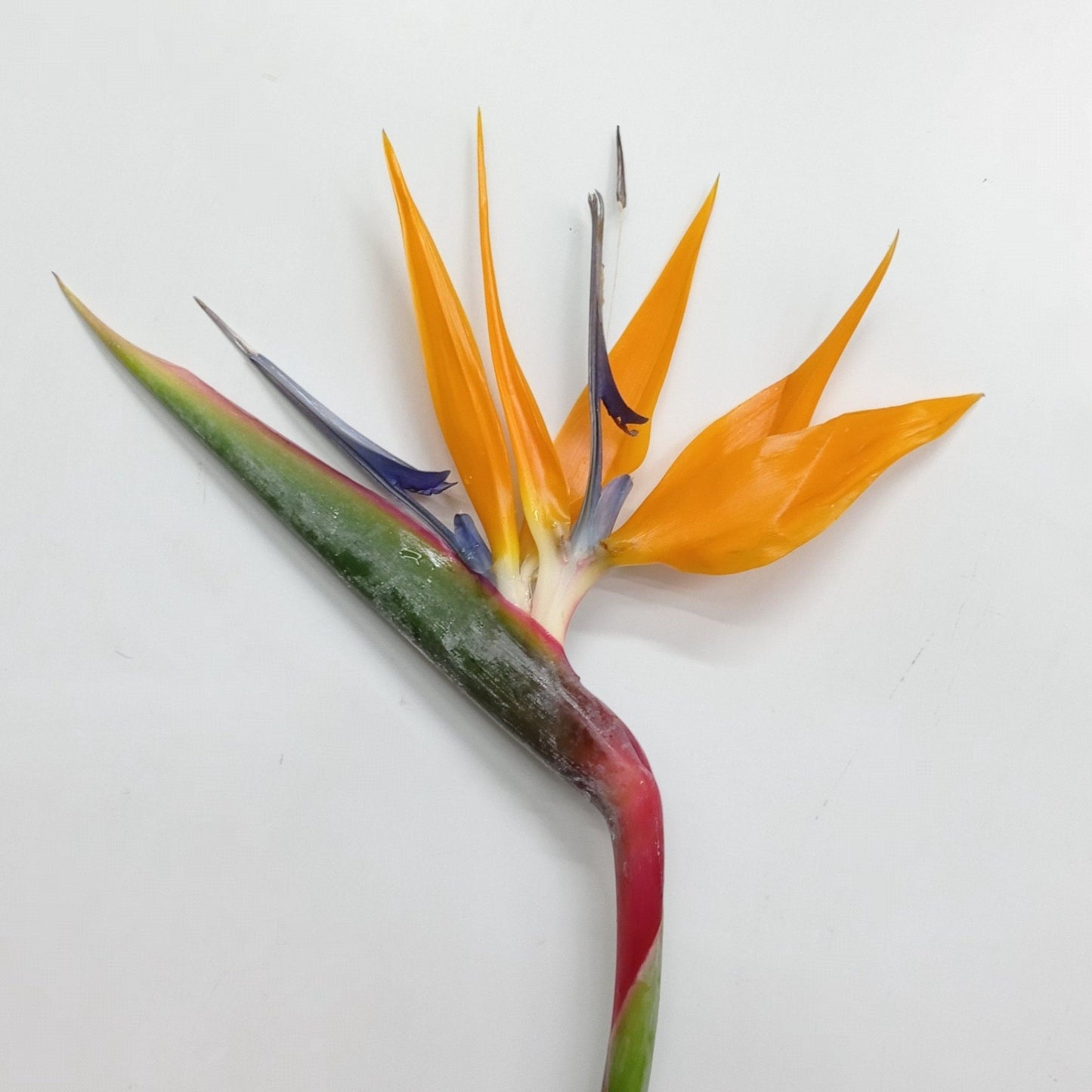 Bird Of Paradise - Orange