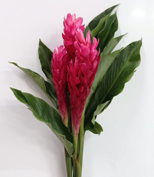 Red Ginger Grade AA (5 Stalks)