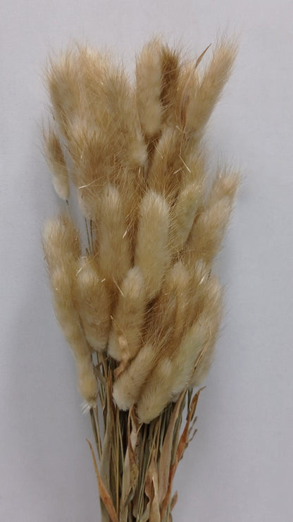 Preserved Rabbit Tail - Natural