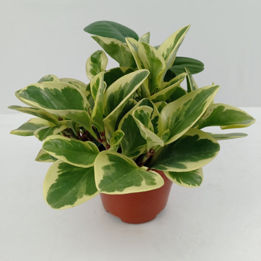 Peperomia Obtusifolia Variegated P150