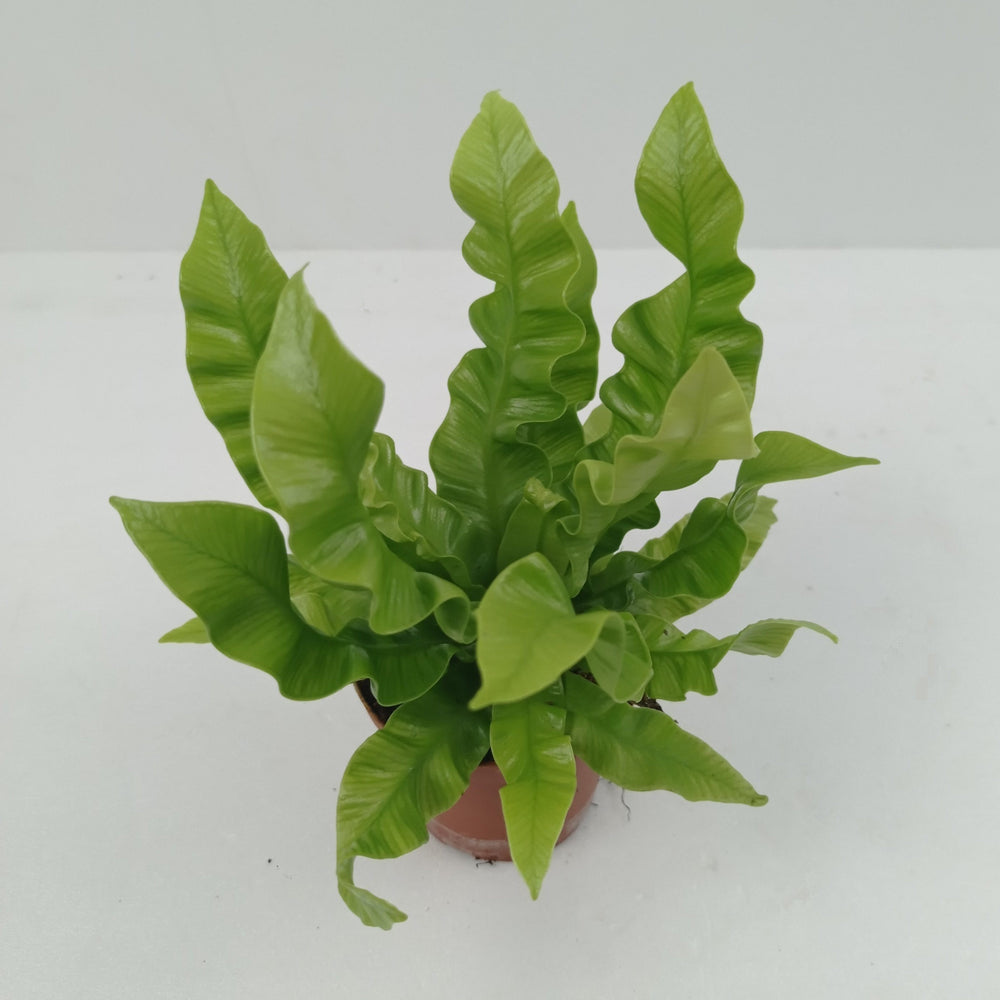 Asplenium Curly Wave - 8cm