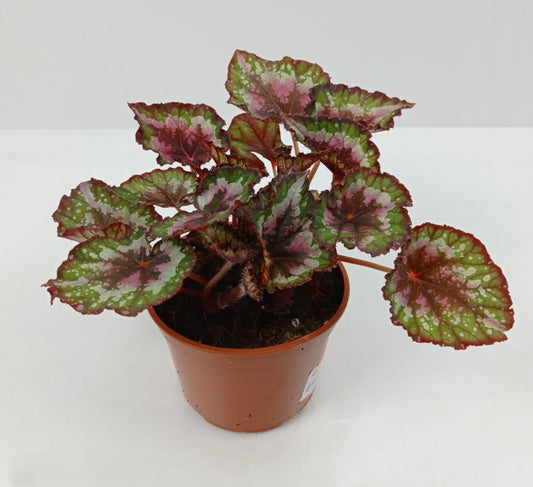 Begonia Plant | Floristika Bangsar