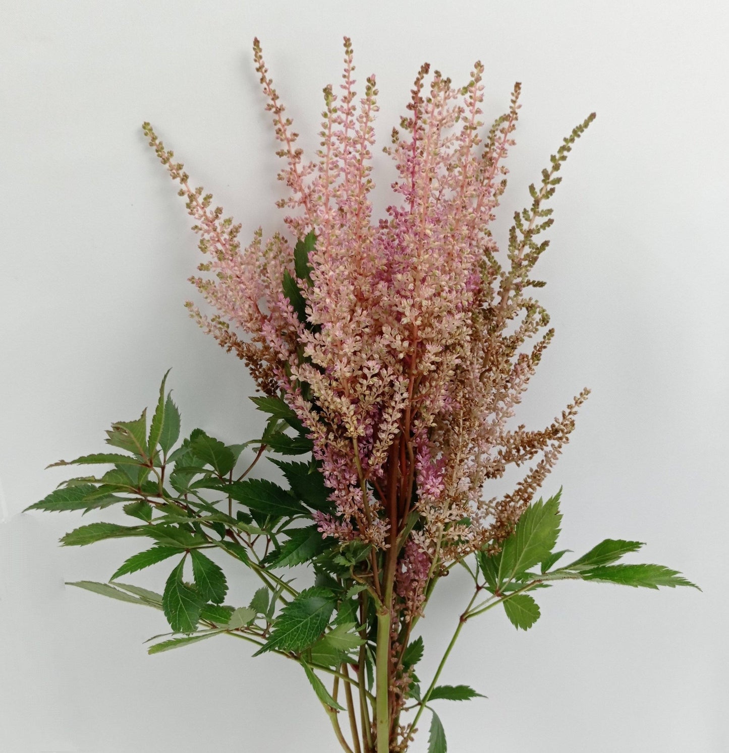 Astilbe Erika - Pink