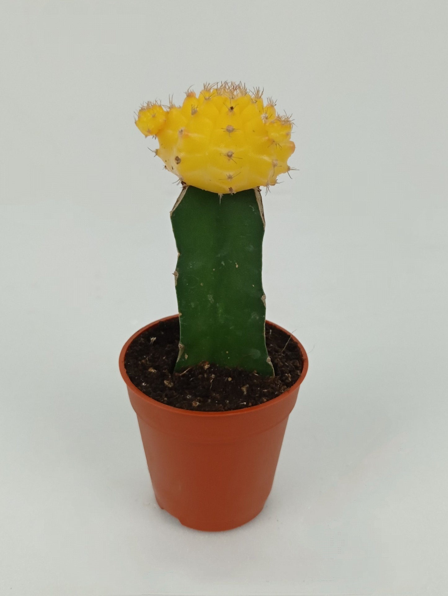 Cactus Red Cap (P55)