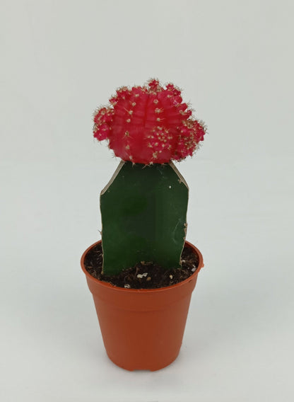 Cactus Red Cap (P55)