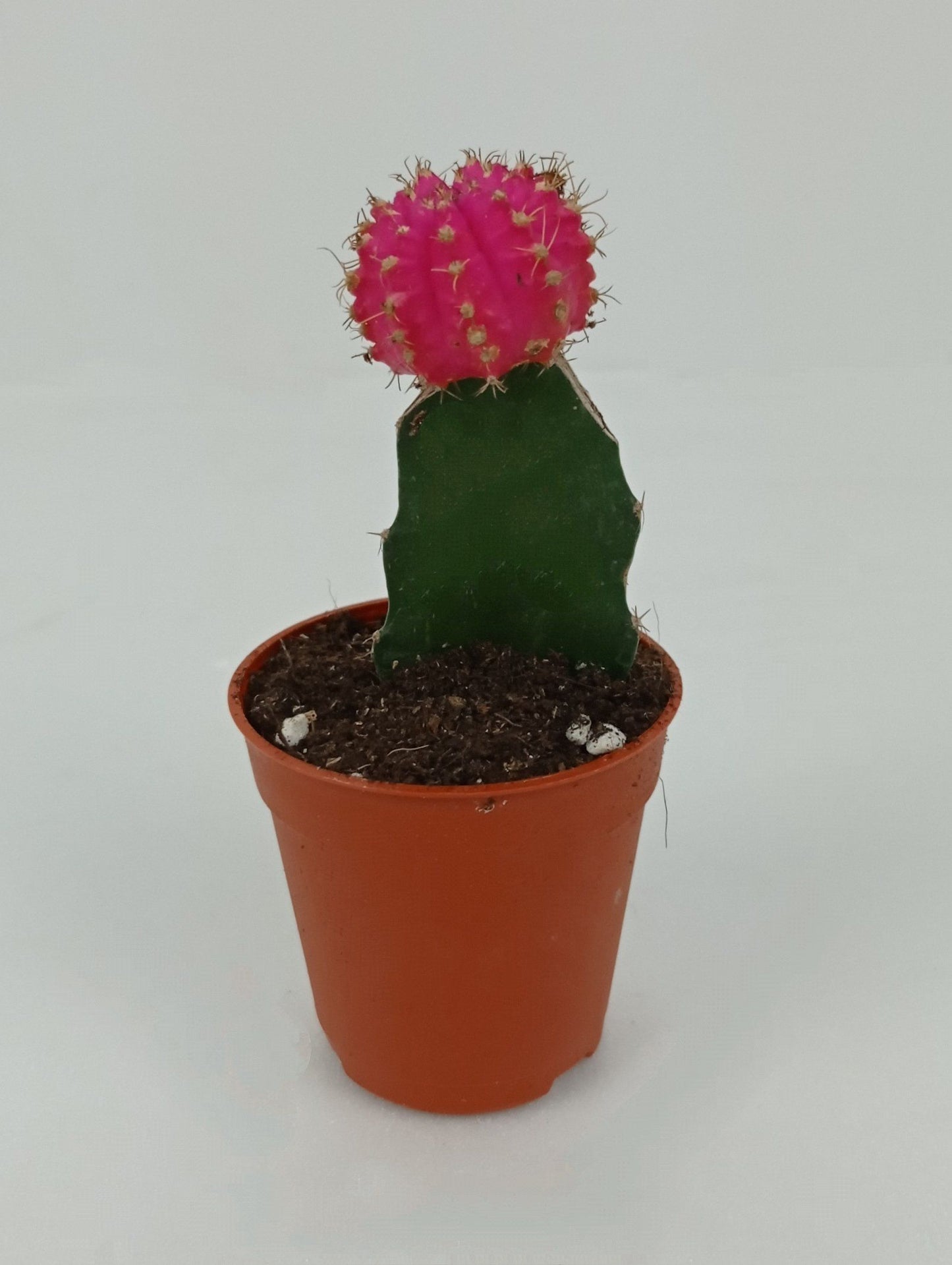 Cactus Red Cap (P55)