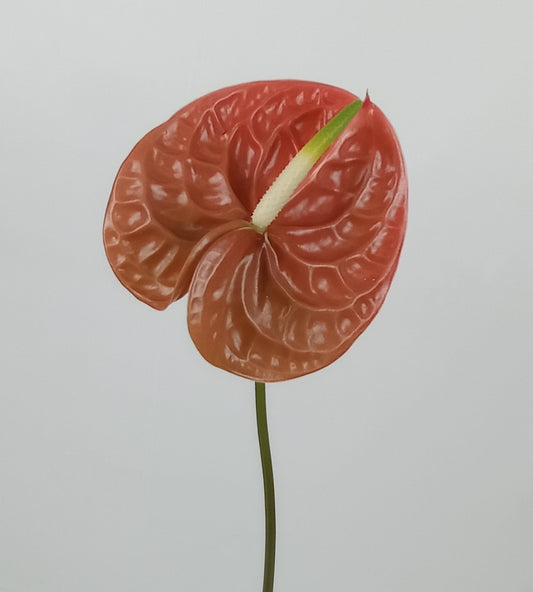 Anthurium - Cappucino