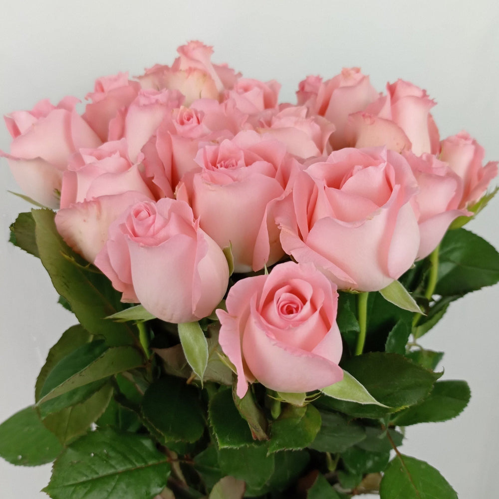 Rose (Imported) - Diana Sweet Pink [10 Stems]