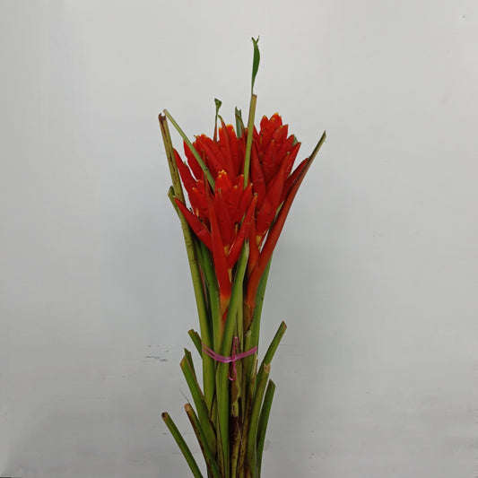 Musa - Red (5 Stalks)