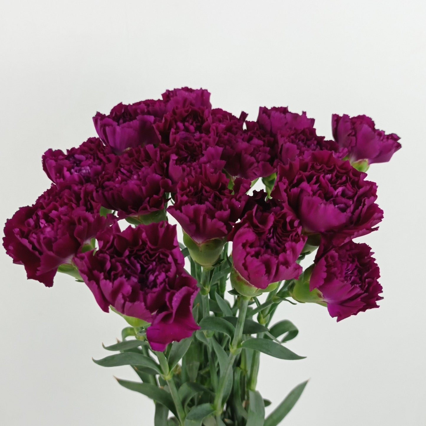 Carnations - Purple