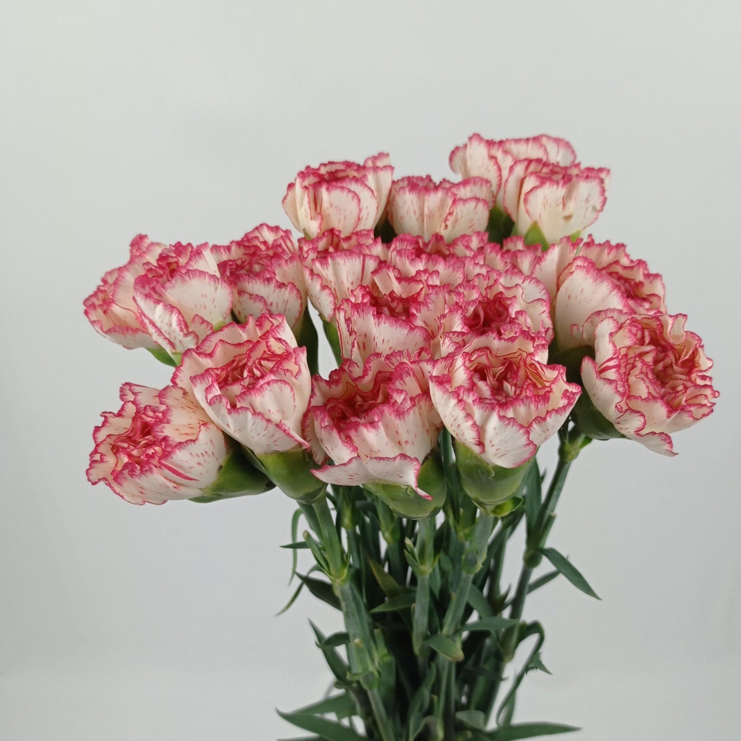 Carnations - 2 Tone White Red