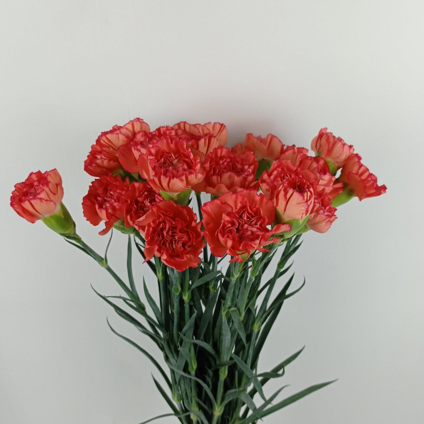 Carnations - Orange Red