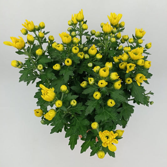 Pot Chrysan Kekwa Mix S  - Yellow