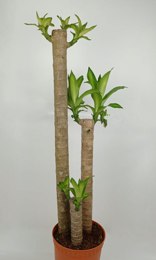 Pot Bp Dracaena Fragrance 3 Feet - 2 Tone Yellow Green