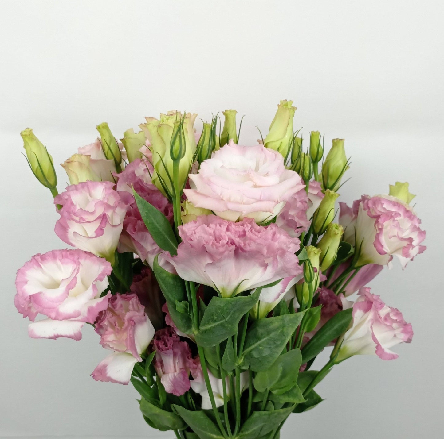 Eustoma - 2 Tone White Pink