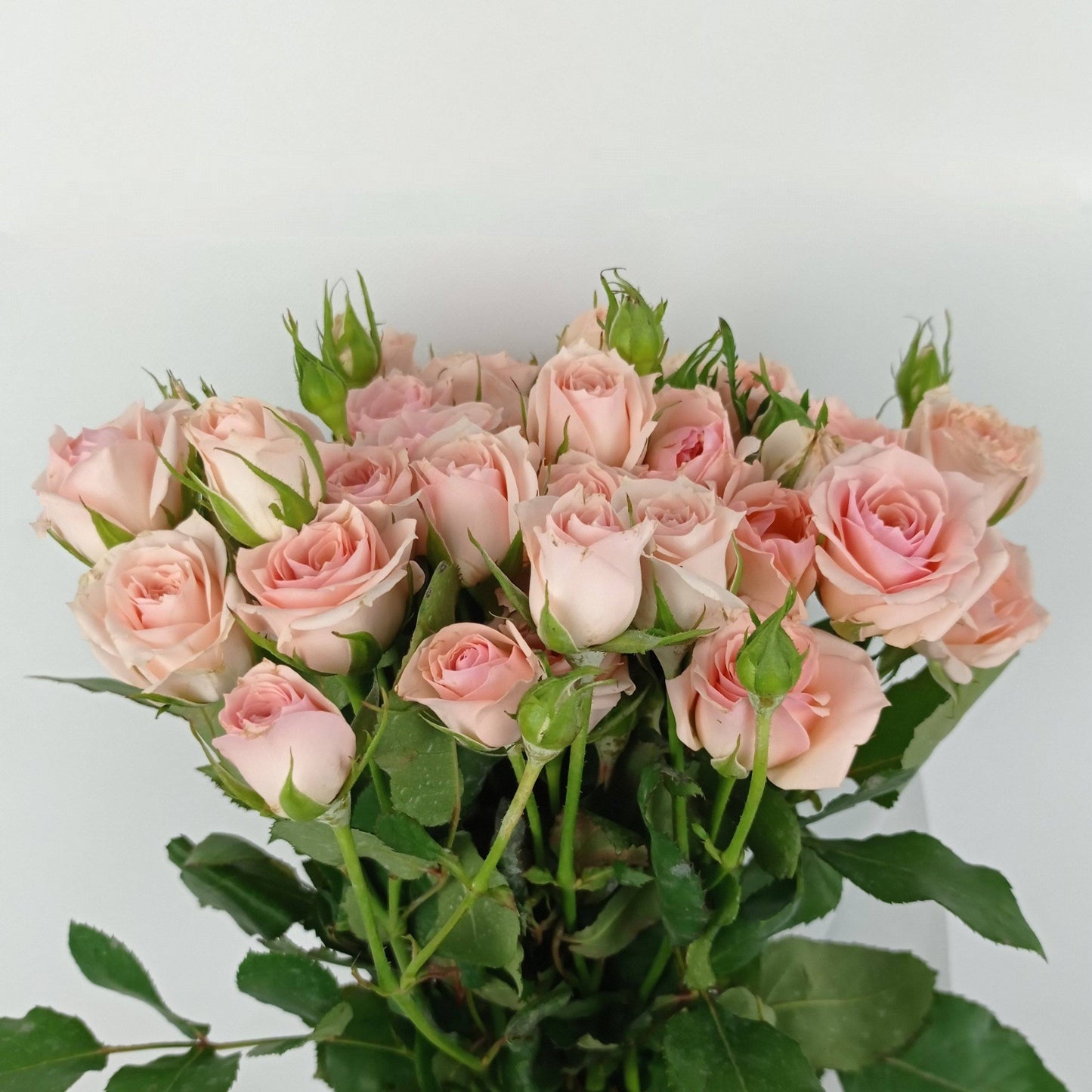 Spray Rose - Light Pink