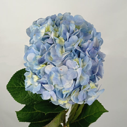 Hydrangea  - Light Blue