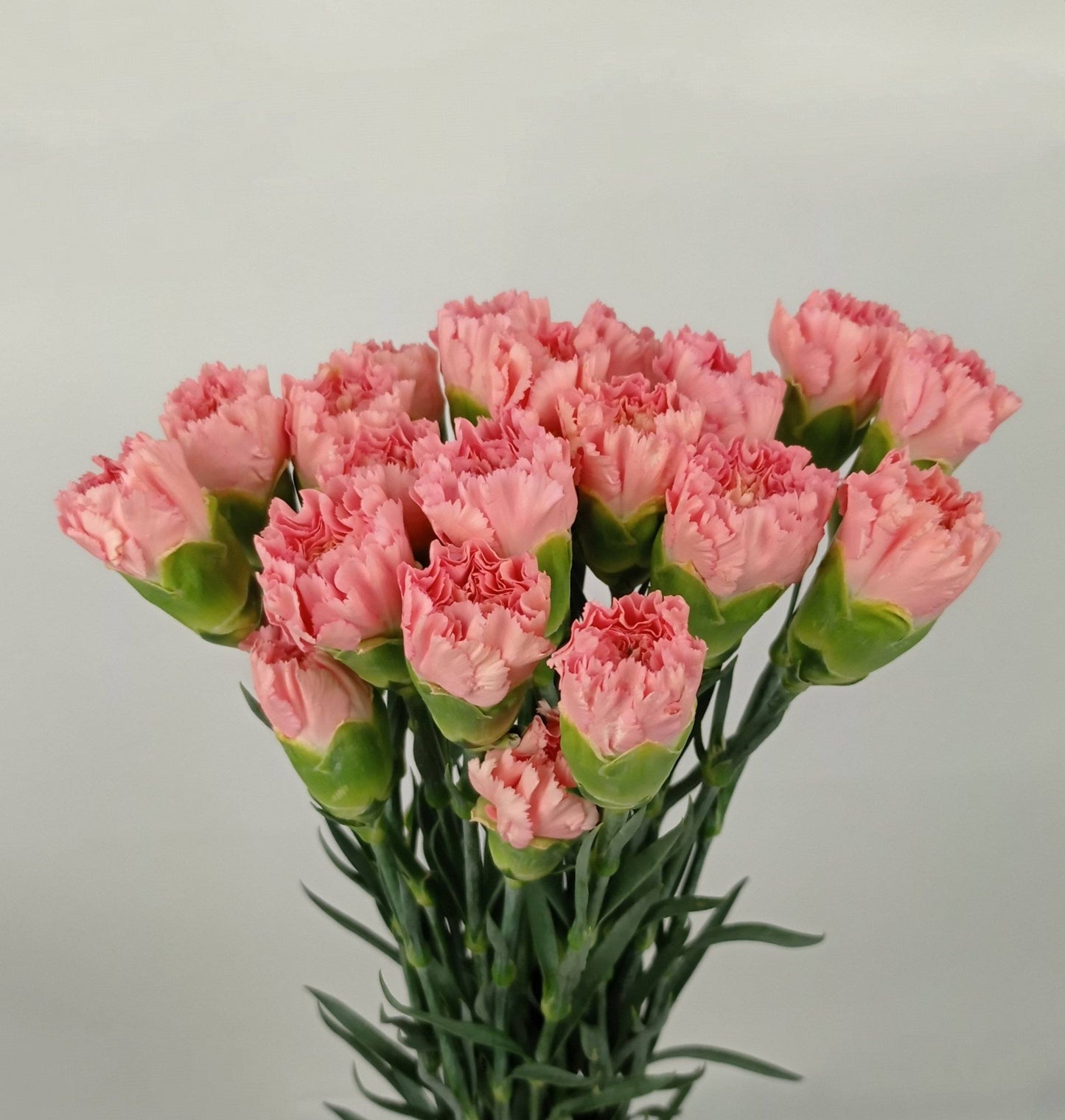 Carnations - Carmen Pink