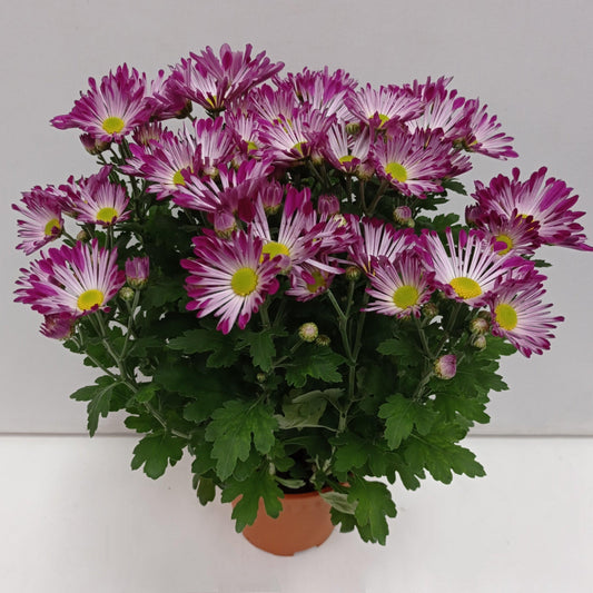 Chrysanthemum/Kekwa Plant - 2 Tone Purple (S)