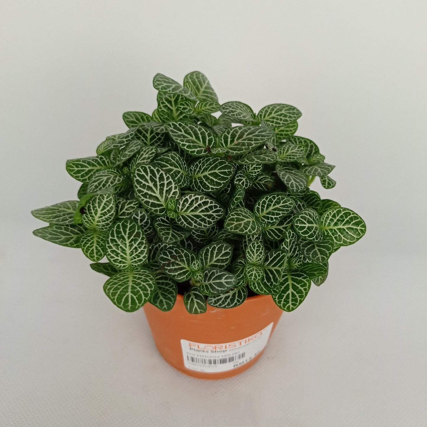 Pot Fittonia (Imported) - Green