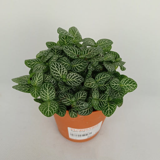 Pot Fittonia (Imported) - Green