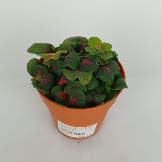 Pot Fittonia (Imported) - 2 Tone Red Green