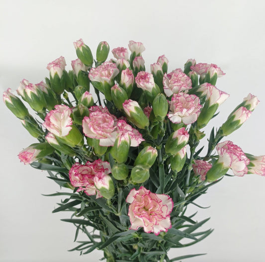 Spray Carnation - 2 Tone White Pink