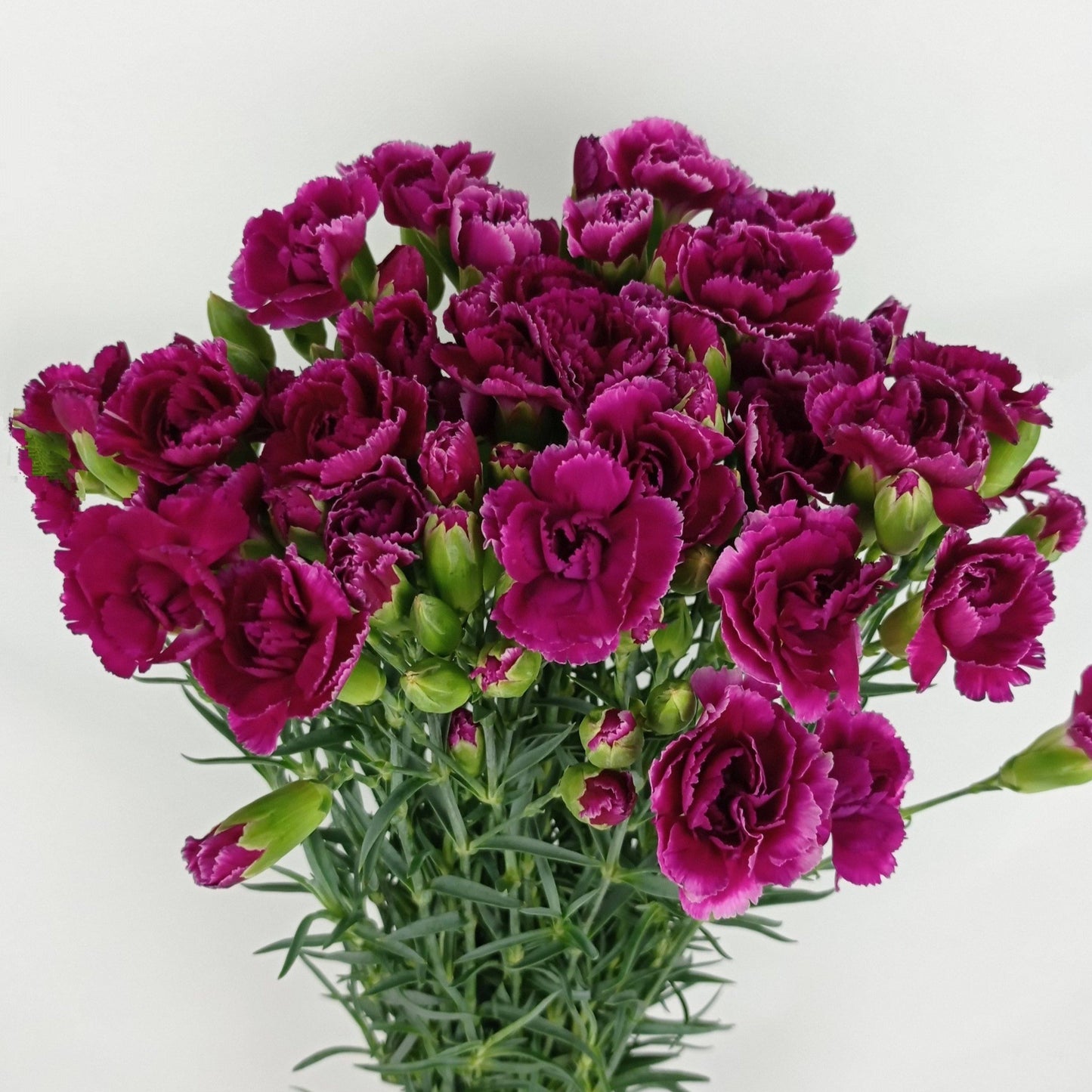 Spray Carnation - Purple