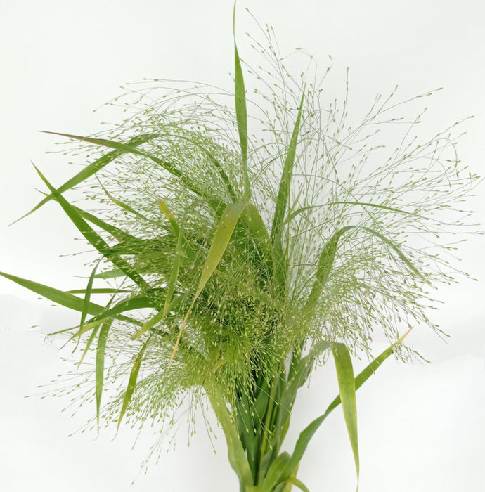 Panicum Fountain Grass (Ct) (Imported)