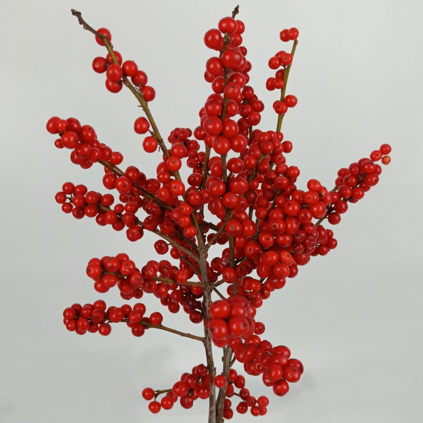 Ilex - 70cm