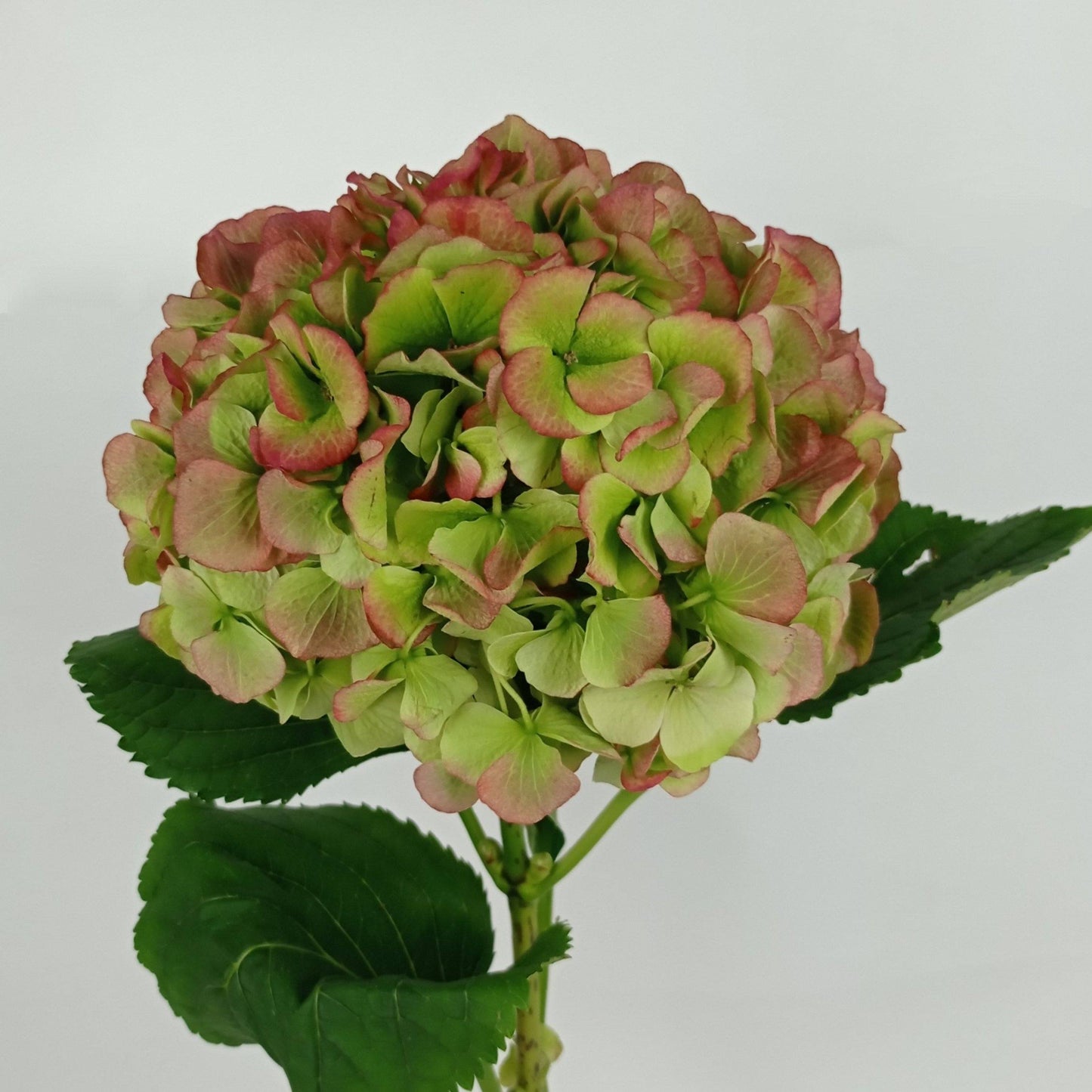 Hydrangea - Autumn Red