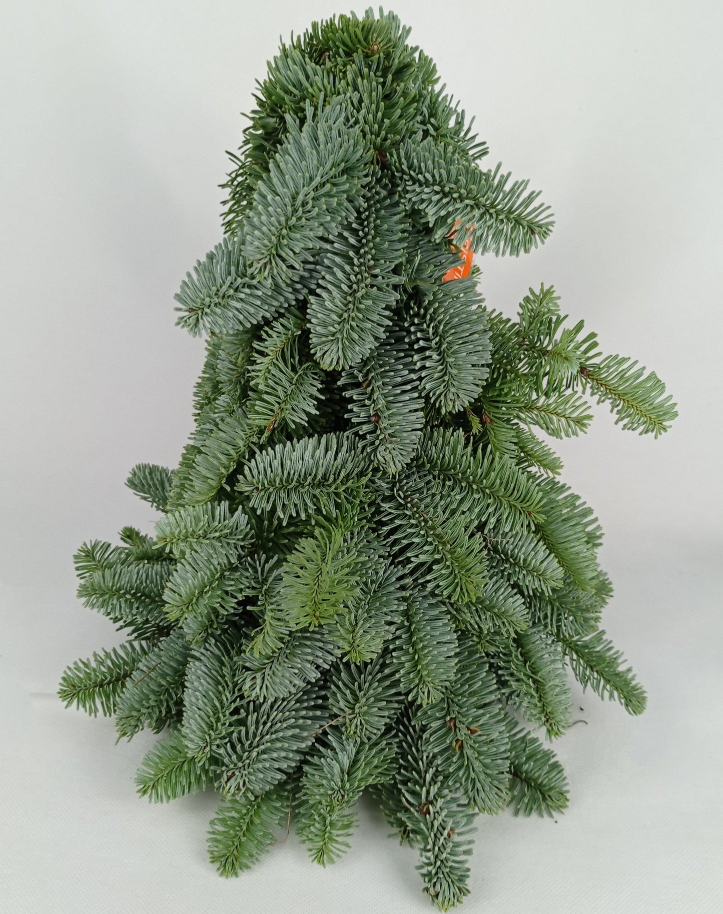 Mini Christmas Tree - Nobilis Fir (30cm)