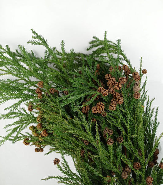 Cryptomeria Fruit