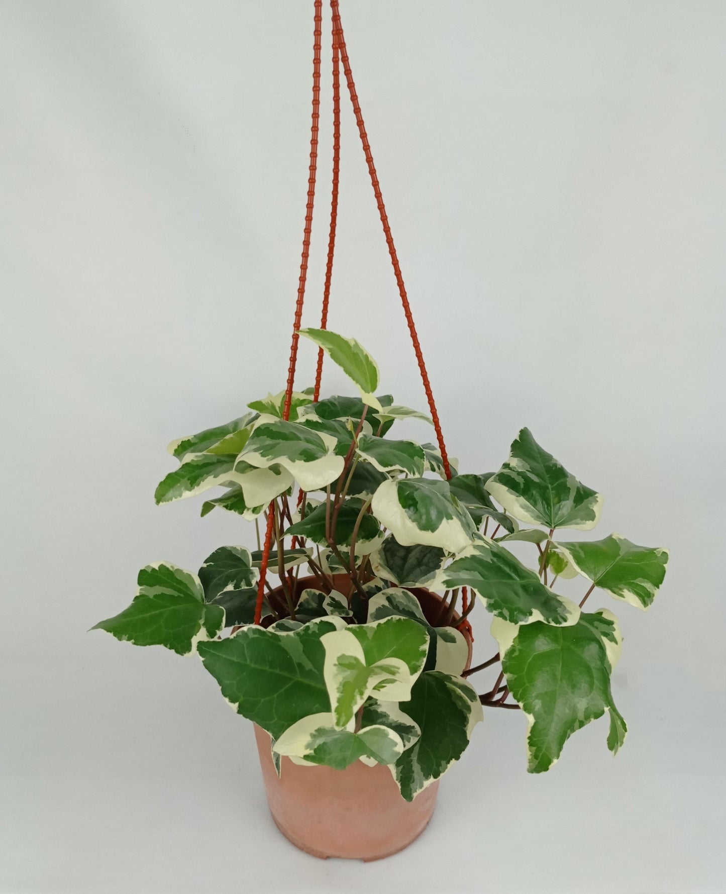 Pot Bp Ivy Big Leaf  - 2 Tone Yellow Green