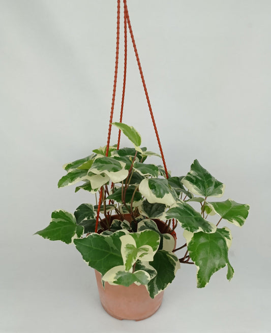 Pot Bp Ivy Big Leaf  - 2 Tone Yellow Green