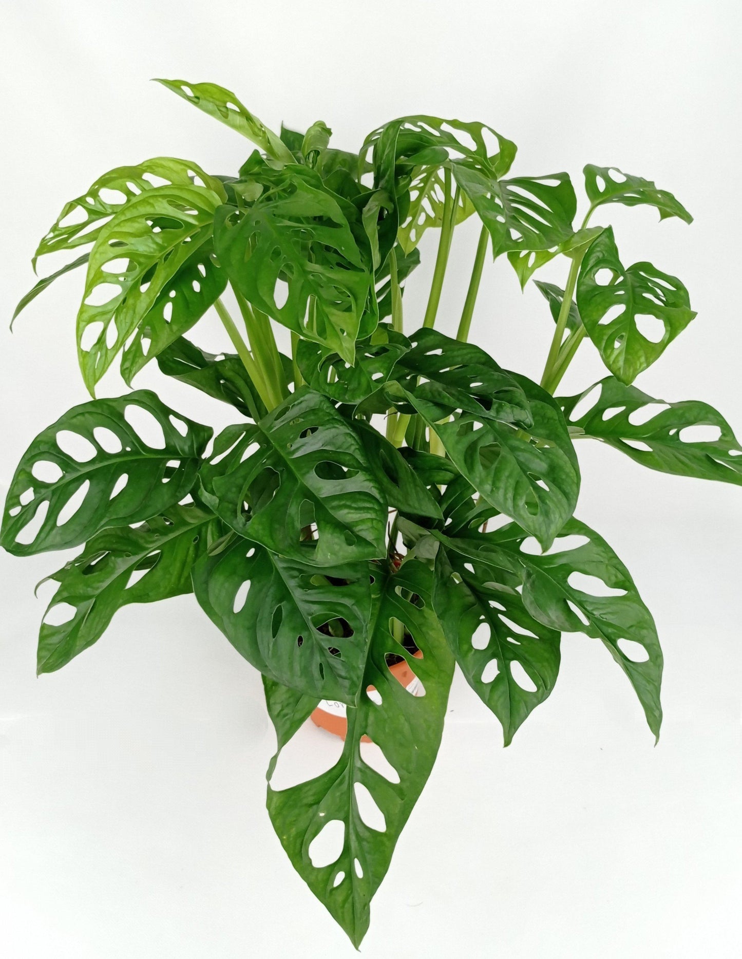 Monstera Oblique (P120)