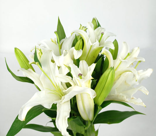 Fully Bloom Lily Siberia - White [Clearance Stock]