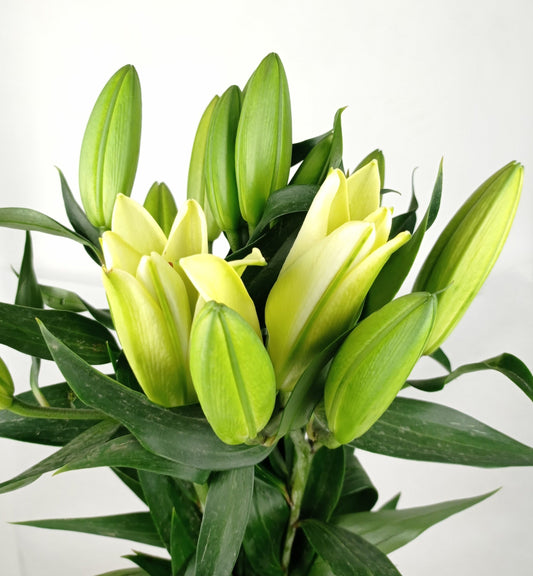 Fully Bloom Lily Manissa - Yellow [Clearance Stock]